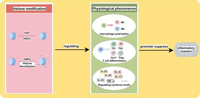 Noval advance of histone modification in inflammatory skin diseases and related treatment methods